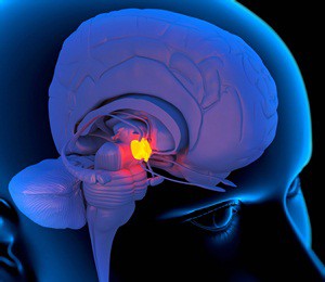 Could a sliver of brain tissue that weighs less than a nickel hold the secret to your health?